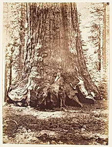 Section of the Grizzly Giant with Galen Clark, Mariposa Grove, Yosemite