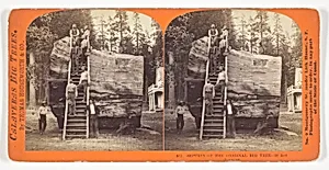 Section of the Original Big Tree - 30 feet diameter, No. 801 from the series "Calaveras Big Trees"