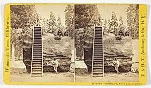Section of the Original Big Tree, 92 ft. in circumference, No. 10 from the series "Mammoth Trees, California"