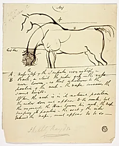 Sketch of Horse with Notations