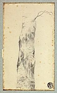 Sketch of Tree Trunk