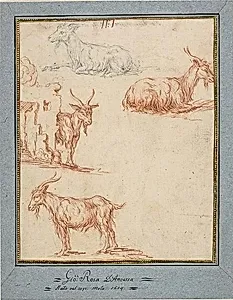 Studies of Goats
