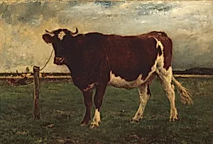 Study of a Cow