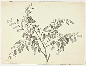The Flowering Branch