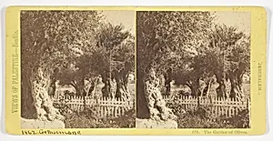The Garden of Olives, Jerusalem, No. 576 from the series "Views of Palestine"