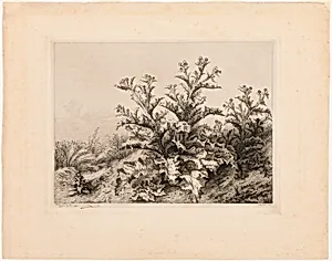 The Large Thistle, plate three from Les quatres grandes plantes