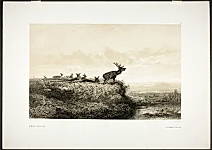 The Morning: Stags and Does