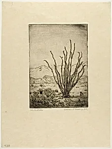 The Ocotillo
