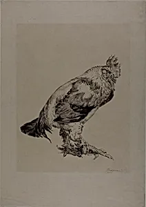 The Old Cock