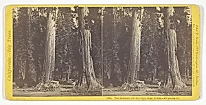 The Sentinels, 315 feet high, diam. 20 feet - Calaveras County, No. 1090 from the series "California -- Big Trees"