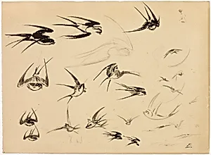 The Swallows