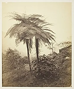 The Tree Fern, Prize Photo
