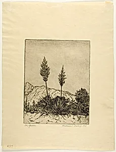 The Yucca