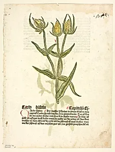 Thistle (recto) and Thistle buds (verso) from Gart Der Gesundheit (also called Hortus sanitatis, or Garden of Health), Plate 32 from Woodcuts from Books of the 15th Century