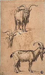Three Sketches of a Goat (recto) Drapery of Standing Female Figure (verso) by Abraham Bloemaert
