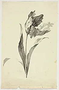 Tulip