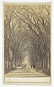 Untitled (avenue of trees) by Unknown