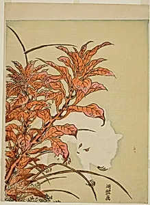 White Rabbit and Amaranth