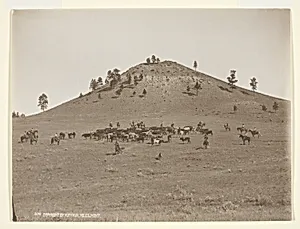 Working a little bunch in the hills