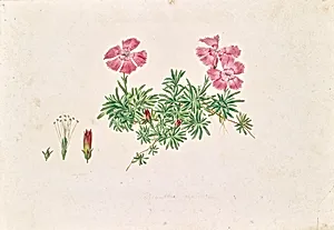 Alpen-Nelke (Dianthus alpinus)