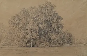Birkengruppe im Park von Schloss Seebenstein in Niederösterreich
