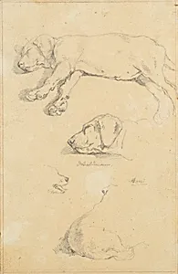 Hundestudien: Waldmann und Ami