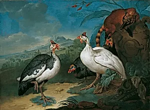 Perlhühner und Nasenbär
