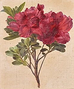 Rhododendron