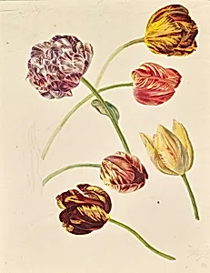 Tulpen