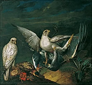 Weiße Jagdfalken mit einem Fischreiher