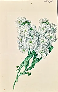 Weisse Blumen