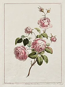 A Collection of Flowers Drawn after Nature - Cabbage Province Rose by John Edwards (British)