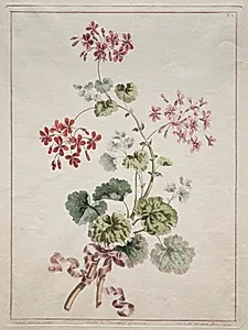 A Collection of Flowers Drawn from Nature:  No. 6 - Scarlet and Variegated Geranium by John Edwards (British)