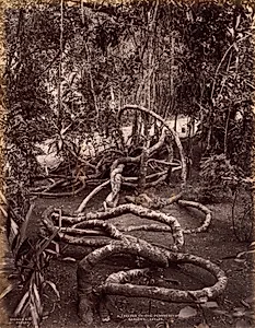 A Creeper in the Peradeniya Gardens, Ceylon by Scowen & Co. (British, active Ceylon, 1876–1895)