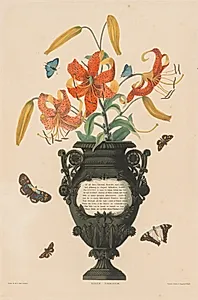 A Selection of Hexandrian Plants, belonging to the natural order of Amaryllidae and Liliacae:  Tiger Lily