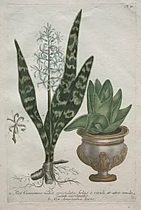 Aloes