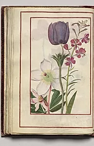 Anemones and Hellebore, folio 30 (verso), from Florilegium (A Book of Flower Studies) by Unknown Artist