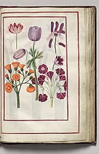 Anemones, folio 18 (recto), from Florilegium (A Book of Flower Studies) by Unknown Artist