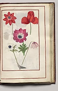 Anemones with a Snail, folio 30 (recto), from Florilegium (A Book of Flower Studies) by Unknown Artist