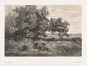 Animals and Landscape after Nature:  Wild Boar in a Pond by Karl Bodmer (Swiss, 1809–1893)