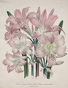 Belladonna Lily:  Amaryllis belladonna by Jane Loudon (British, 1807–1858)