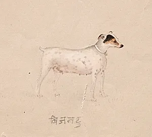 Bijantu by Unknown Artist
