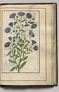 Blue Aster, folio 25 (recto), from Florilegium (A Book of Flower Studies) by Unknown Artist