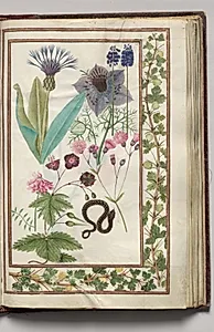Blue Cynthia, Nigella, Gray Pyensin, Cranesbill, and Snake with Gooseberry Border, folio 22 (recto), from Florilegium (A Book of Flower Studies) by Unknown Artist