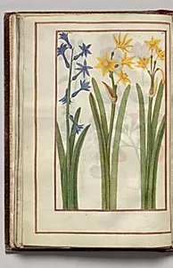 Blue Hyacinth and Yellow Narcissus, folio 18 (verso), from Florilegium (A Book of Flower Studies) by Unknown Artist