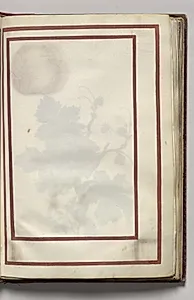 Border, folio 10 (recto), from Florilegium (A Book of Flower Studies) by Unknown Artist