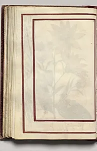 Border, folio 28 (verso), from Florilegium (A Book of Flower Studies) by Unknown Artist