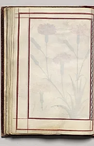 Border, folio 31 (verso), from Florilegium (A Book of Flower Studies) by Unknown Artist
