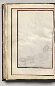 Border, folio 39 (verso), from Florilegium (A Book of Flower Studies) by Unknown Artist