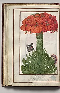 Bouquet of Orange Lilies, Moth, and Caterpillar, folio 19 (verso), from Florilegium (A Book of Flower Studies) by Unknown Artist